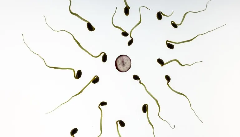Męska bezpłodność: Naturalne sposoby na poprawę ilości spermy, jakości, ruchliwości i libido!