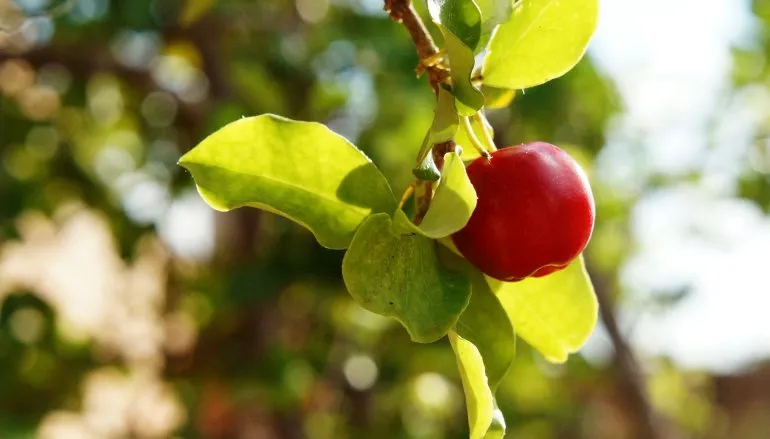 Acerola – skarbnica witaminy C