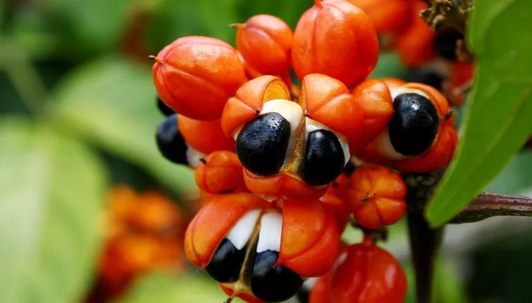 Guarana – bomba kofeinowa lepsza niż kawa?
