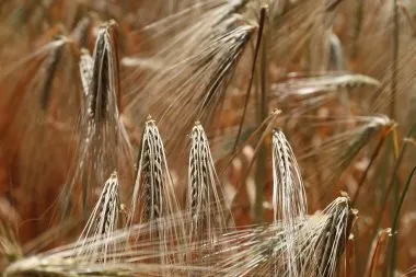 uczulenie na gluten objawy