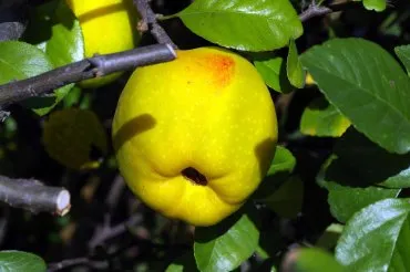 owoc pigwy