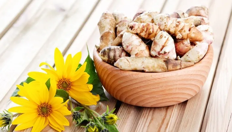 Topinambur – wyjątkowy słonecznik bulwiasty