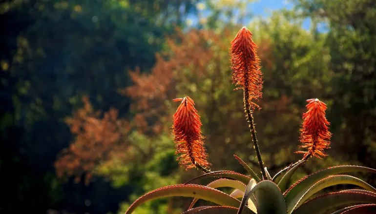 Cudowny aloes – roślina wszechstronna