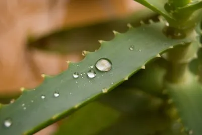 aloes - zastosowanie