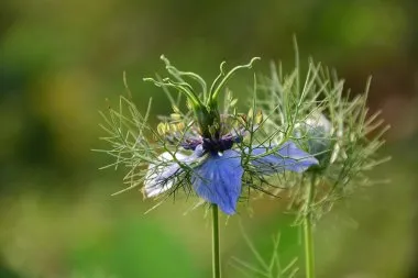 nasiona czarnuszki