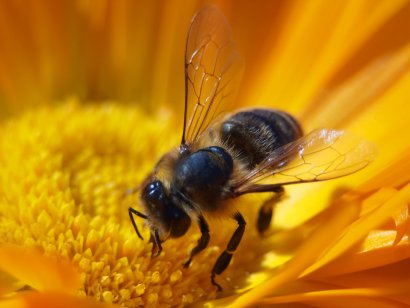Bogactwo pszczelego pyłku