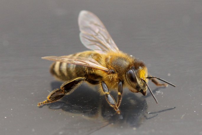 co odstrasza pszczoły