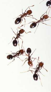 domowy sposób na mrówki w ogrodzie
