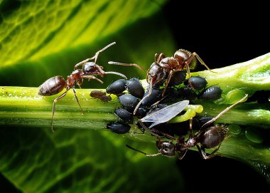 naturalny sposób na mrówki