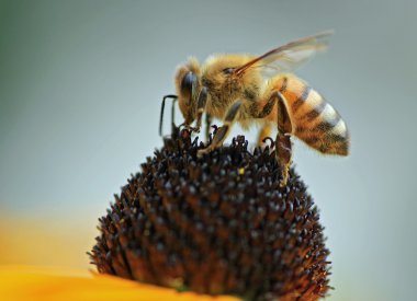 pierzga pszczoły