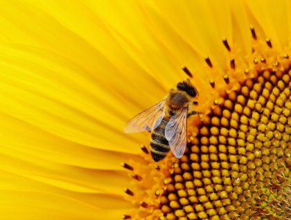 pyłek pszczeli a zdrowie