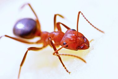 sposób na mrówki w ogrodzie